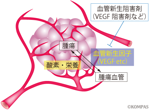 図1　がん血管と抗腫瘍血管新生療法