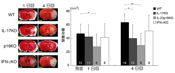 図2　IL-17、IL-23遺伝子欠損マウスは脳虚血による組織障害が減弱する