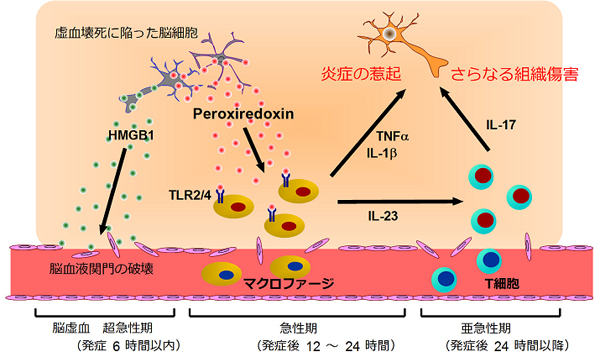 図5　脳虚血における炎症惹起因子としてのPrxの役割