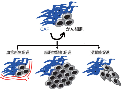 図1　CAFによる血管新生促進・がん細胞増殖浸潤促進