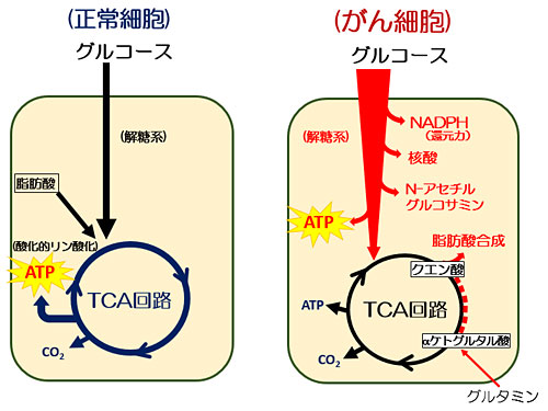 図1　がん細胞の代謝特性