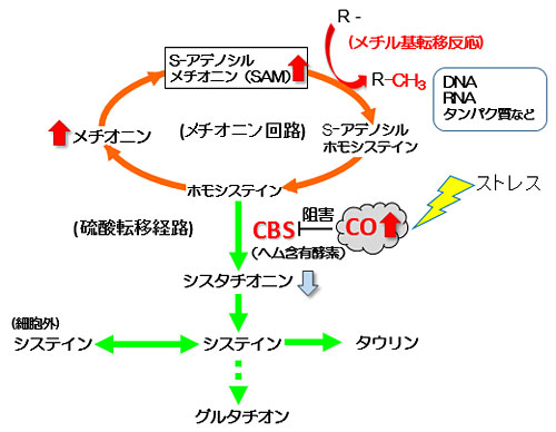 図2　COがメチル基転移反応を制御する仕組み
