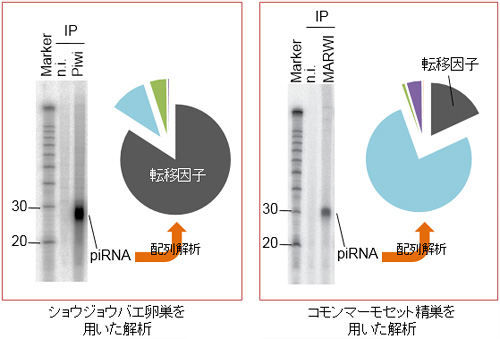 図2. PIWI蛋白質が結合するRNA分子(piRNA)の発見