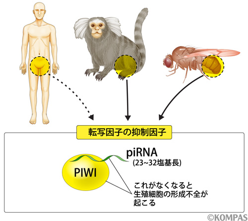 図3. piRNAは様々な生物種に存在する転移因子の抑制因子である