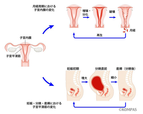 図1．子宮の構造とそのダイナミズム