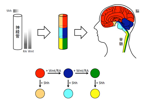図1. 脳・脊髄の領域化シグナル