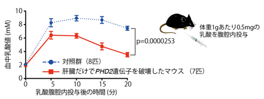 図１．肝臓におけるPHD2不活性化による乳酸浄化能力の向上