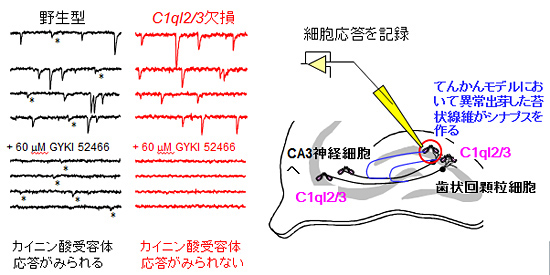 図４．(Neuron.90:752-67,2016の図7を許諾を得て引用改変)　C1ql2/3欠損マウスにおいててんかんを人工的に誘導する刺激を与えると、苔状線維は異常シナプスを形成するものの、このシナプスにカイニン酸受容体が動員されずてんかん発作を起こしにくい。