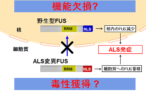 図１．FUSがALS発症を導くメカニズムに関する二つの仮説