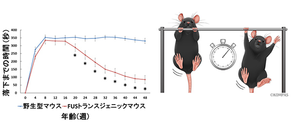図２．マウスに実施した懸垂試験のグラフ