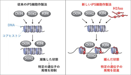 図１．iPS細胞作製過程における山中因子とH1fooのDNAに対する関係