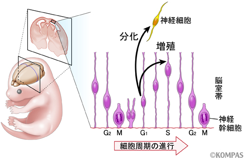 図１．胎児の脳室帯において神経幹細胞が細胞分裂し、神経細胞を産生する過程についての概念図