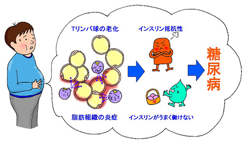 図２．Tリンパ球の老化と内臓脂肪の炎症の関係