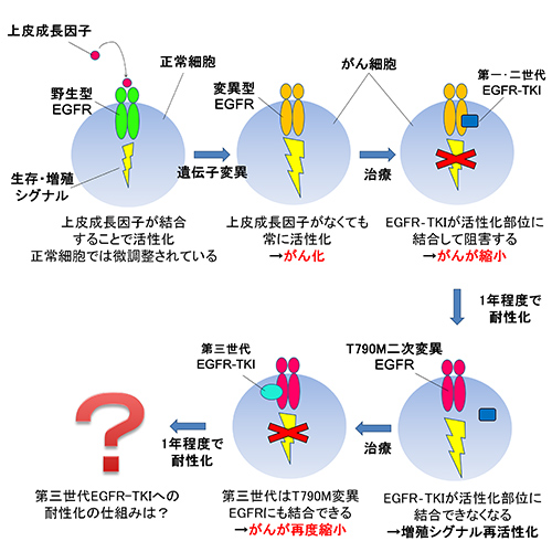 図１．肺がん細胞におけるEGFRとEGFR-TKIの働き