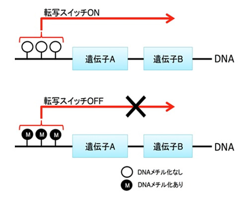 図1．DNAメチル化の仕組み