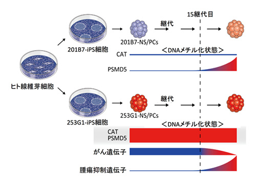 図2.細胞の継代によるDNAメチル化状態の変化