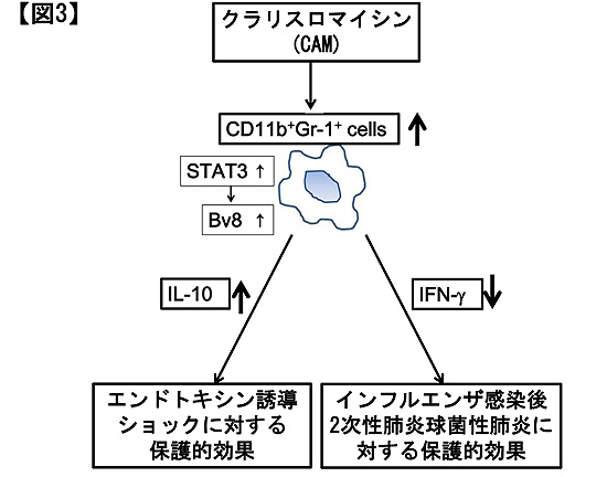 図3.クラリスロマイシンのCD11b陽性Gr-1陽性細胞を介した保護的効果