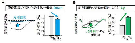 図3. 光操作による、「根気」と腹側海馬活動の因果関係の解明