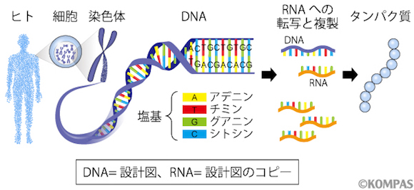 図1．遺伝子の構造と働き
