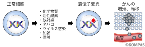 図2．遺伝子変異とがんの関わり
