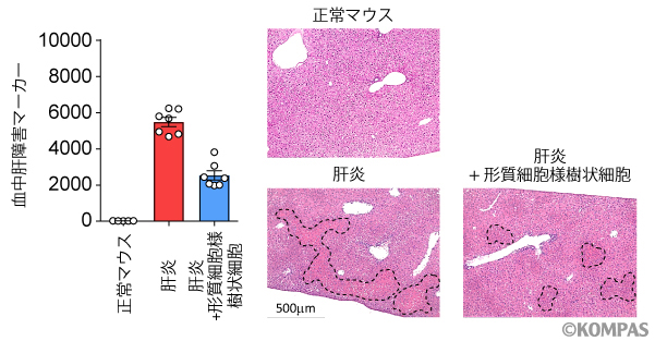 図3. 形質細胞様樹状細胞の肝炎への作用
