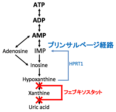  図1. アデニル酸分解経路とフェブキソスタットの作用点