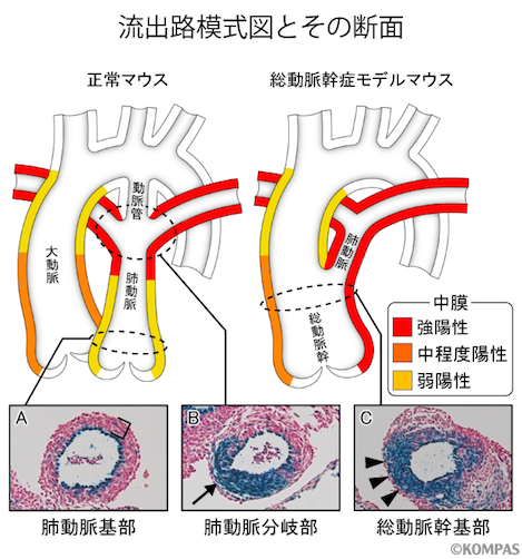 図3. 総動脈幹症モデルマウスでは正常マウスで見られる肺動脈基部がなく、流出路が1本のまま残る