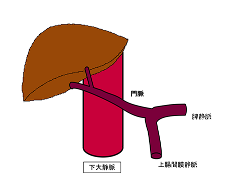 図1a．正常な門脈の血行動態