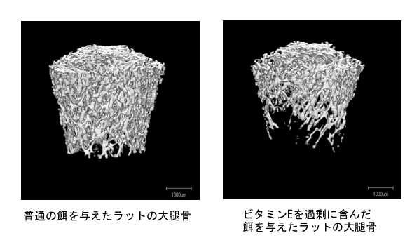 図3 ラットにビタミンEを投与すると骨が減少する
