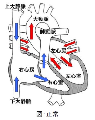 図１．正常な心臓の血液の流れ方
