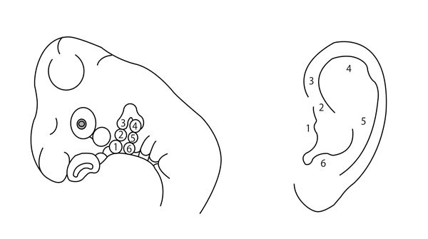 図１．耳介の発生