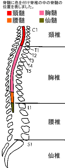 図1 脊椎の中の脊髄の位置