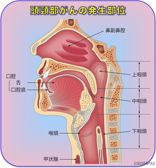 図１．頭頸部がんの発生部位