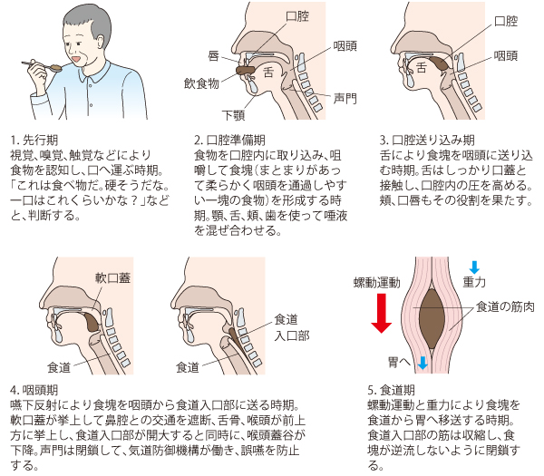 図1. 摂食嚥下の5期モデル　（放送大学教材　リハビリテーション　放送大学教育振興会、2007年から引用、一部改変）