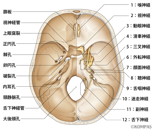 図１．頭蓋底の孔と脳神経