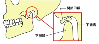 図１．顎関節の構造