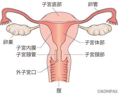 子宮がん検査