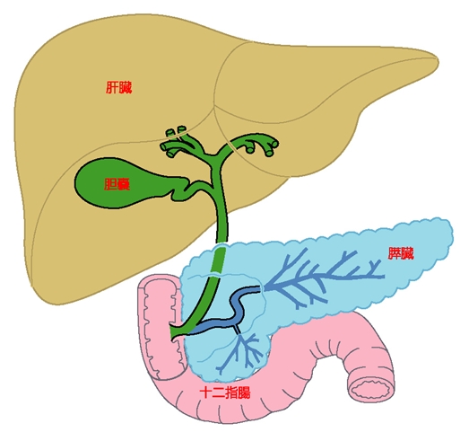 図１.　胆道と膵臓の解剖図