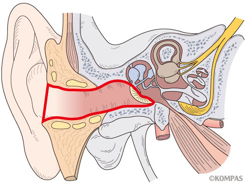 図２．外耳道がんの発生部位