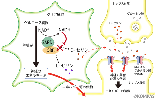 図３.D-セリンの新たな制御機構とグルタミン酸神経伝達の調節