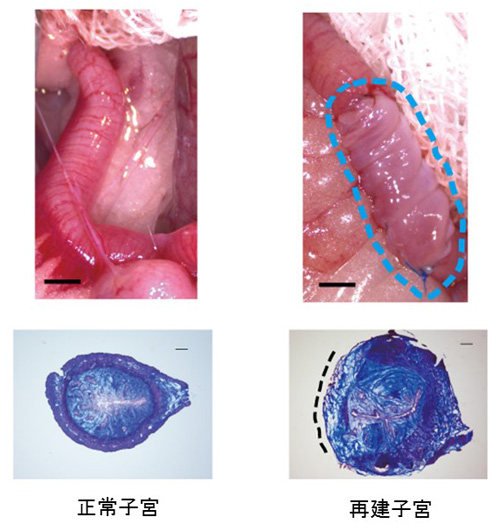 図６．ラット生体内での子宮の再生