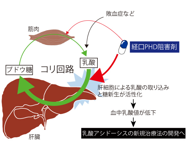 図４．低酸素応答による肝臓内コリ回路の活性化