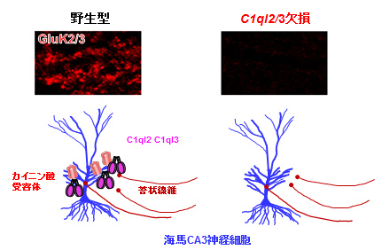 図３．C1ql2とC1ql3を両方欠損するマウスでは、苔状線維－CA3シナプスにてカイニン酸受容体が消失する。(Neuron.90:752-67,2016の図2を許諾を得て引用改変)