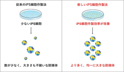 図２．iPS細胞の多分化能を調べるための胚様体作製
