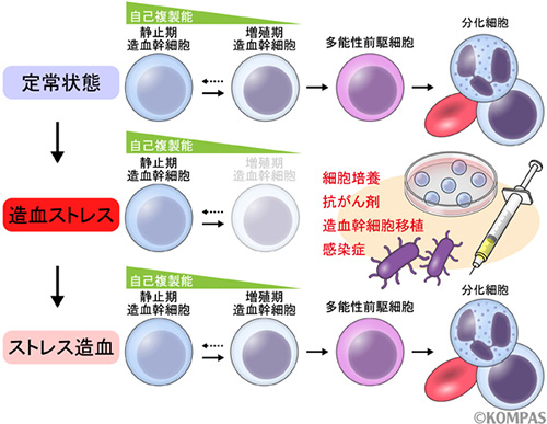 図１．ストレス後の造血幹細胞による血液細胞の再構築