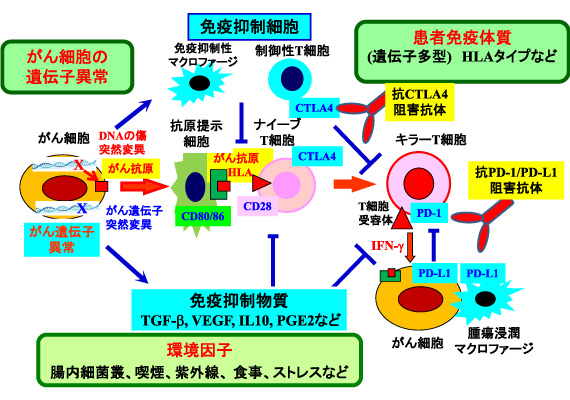 図1. がんに対する免疫反応と影響する因子（がん細胞の遺伝子異常、免疫の遺伝的体質、環境因子）