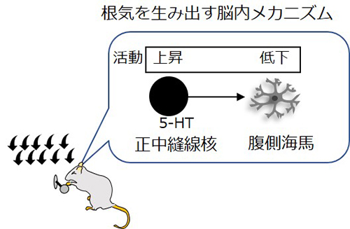 図4. 根気よく行動を続けるにはセロトニンによる腹側海馬の活動低下が必要である