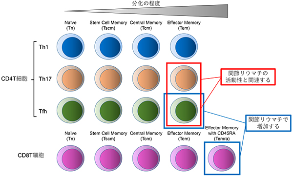 図2. T細胞の分化と機能