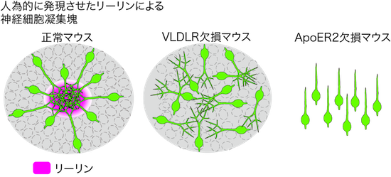 図2. リーリンによる細胞凝集塊形成における受容体の役割