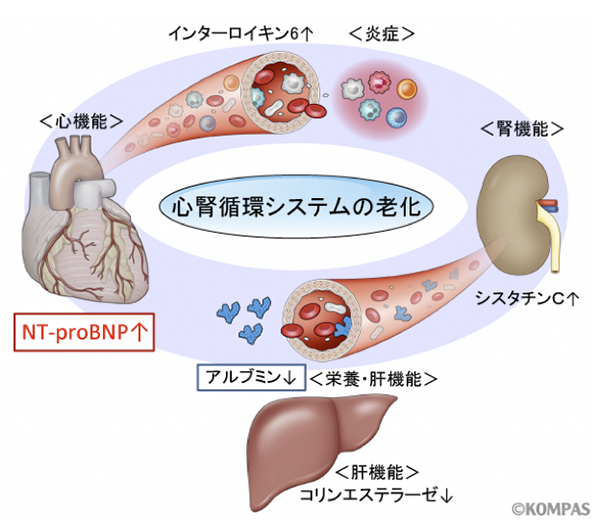 図2. 心腎循環システムの老化